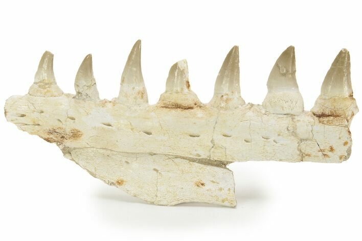 Fossil Mosasaur (Eremiasaurus?) Jaw Section - Morocco #220669